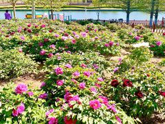 -羊亭河湿地公园