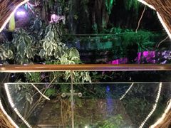 -正佳雨林生态植物园