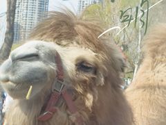 -长白岛森林公园