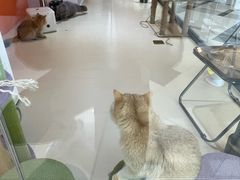 -三花喵·撸猫购宠·宠物生活馆(虹桥南丰城店)