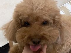 -宠福鑫康馨动物医院·骨科·眼科