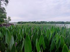 -东湖落雁景区