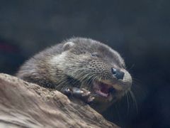 -吉友粥底火锅(方斜路店)