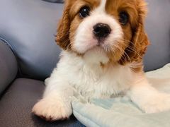 -萌宠之家·腊肠犬·马尔泰·小体犬舍