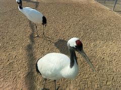 -盐城丹顶鹤湿地生态旅游区
