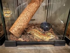 -抱暴龙爬宠·异宠·撸宠撸爬主题馆(大学路店)