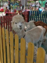 -萌宠亲子动物乐园(槐房万达店)