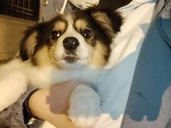 -爱侣宠医·鹦鹉专科·小型哺乳类·异宠专科(灵石路店)