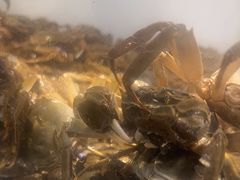 -金滏山烤肉·海鲜·火锅自助餐厅(襄阳万达店)