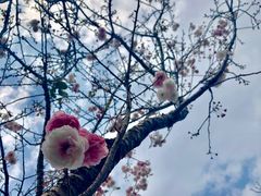 -天适樱花悠乐园