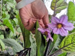 -万源龙顺度假庄园生态观光园