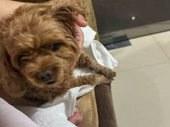 -巧手推拿中心(盲人推拿)