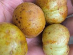 -阿群甘草水果