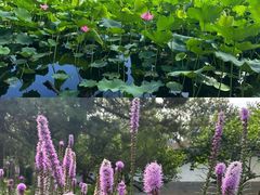 -莲花池公园