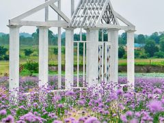 -空港花田景区
