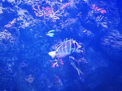 -芜湖新华联大白鲸海洋公园