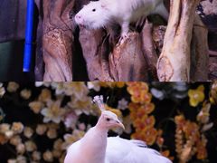 -正佳雨林生态植物园