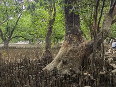 -宝安西湾红树林湿地公园