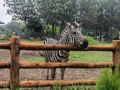 -大连森林动物园