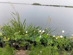 -焦岗湖旅游度假区