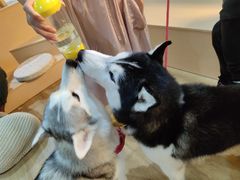 -Husky Go! 哈士奇体验馆·宠物咖啡厅狗咖