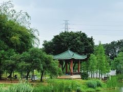 -王借岗森林公园