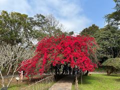 -中国科学院西双版纳热带植物园