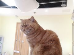 -猫和宫(六道口店)