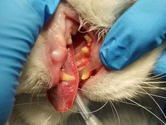 -安安宠医宠物医院·异宠·犬猫内科(岳阳分院)