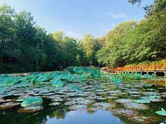 -云岗森林公园