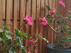 -四姑娘山阿巴郎·藏式花园餐厅