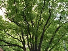 -徐家汇源景区-衡山公园