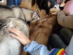 -Husky Go! 哈士奇体验馆·宠物咖啡厅狗咖