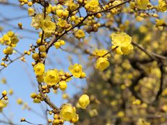 -三圣花乡旅游区