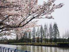 -高东镇樱花园