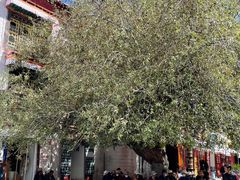-古树酸奶(八廓南街店)