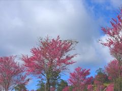 -崇圣寺三塔文化旅游区