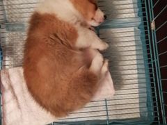 -翊宠yipet猫狗购宠庄园犬舍•猫舍