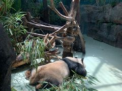 -都江堰中华大熊猫苑