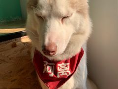 -Husky Go! 哈士奇体验馆·宠物咖啡厅狗咖