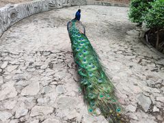 -燕塞湖鸟语林景区