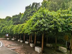 -火炉山森林公园