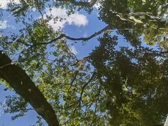 -秋霞圃