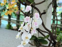 -上海鲜花港