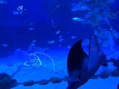 -烟台海昌鲸鲨海洋公园