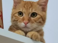 -天使宠物医院·犬猫分诊(彩虹店)