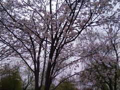 -天王浮山樱花园