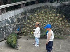 -合肥野生动物园