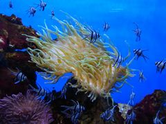 -芜湖新华联大白鲸海洋公园