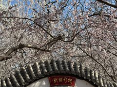 -桃花堤公园